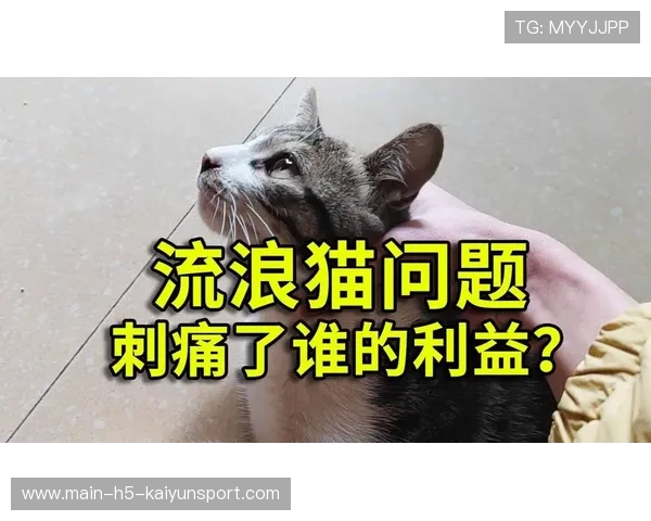 猫进场中断：温网的流量明星，猫闯进赛场